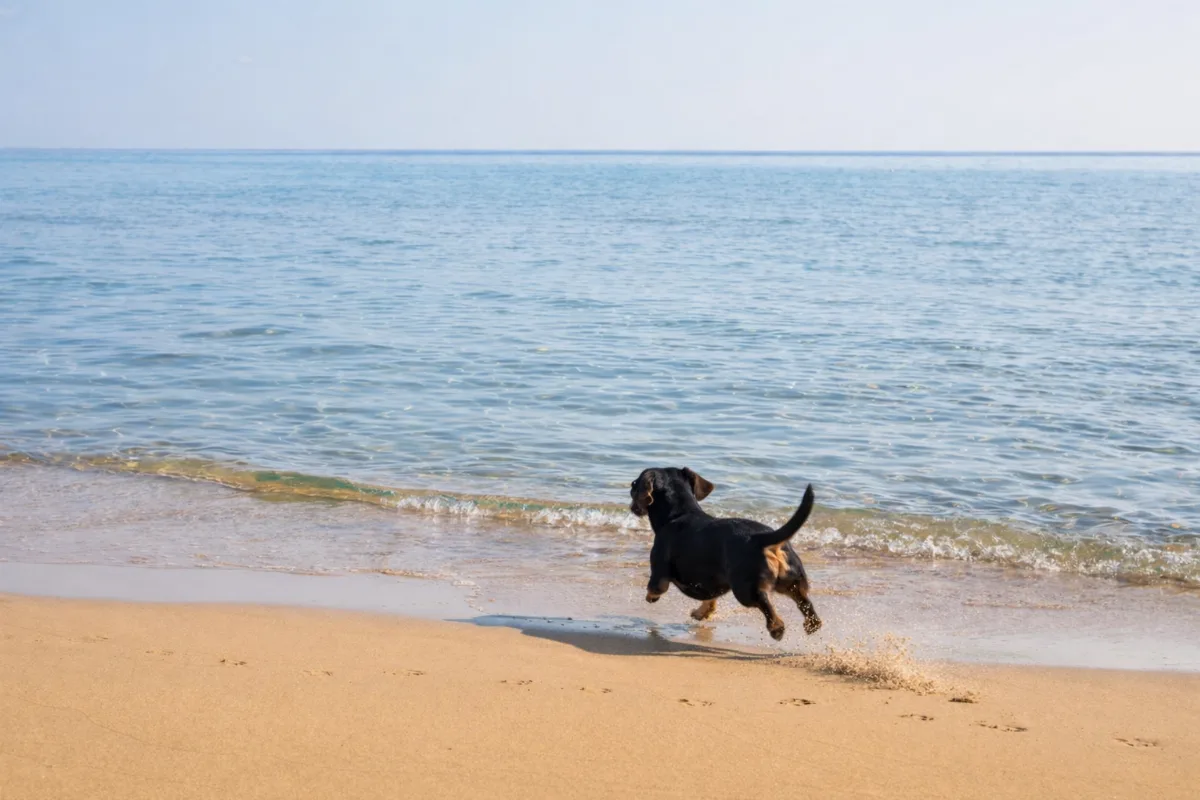 playa torre del mar perros