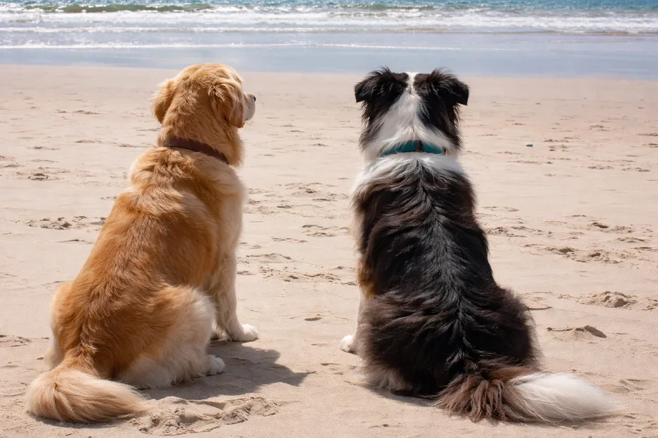 Playa canina Torre del Mar