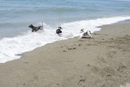 Playa de Arroyo Totalán
