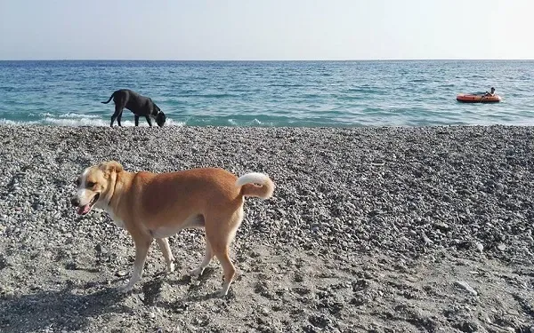 Playa de la Rana (Adra)