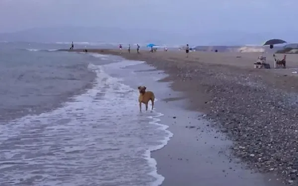 Playa de las Moreras (Mazarrón)