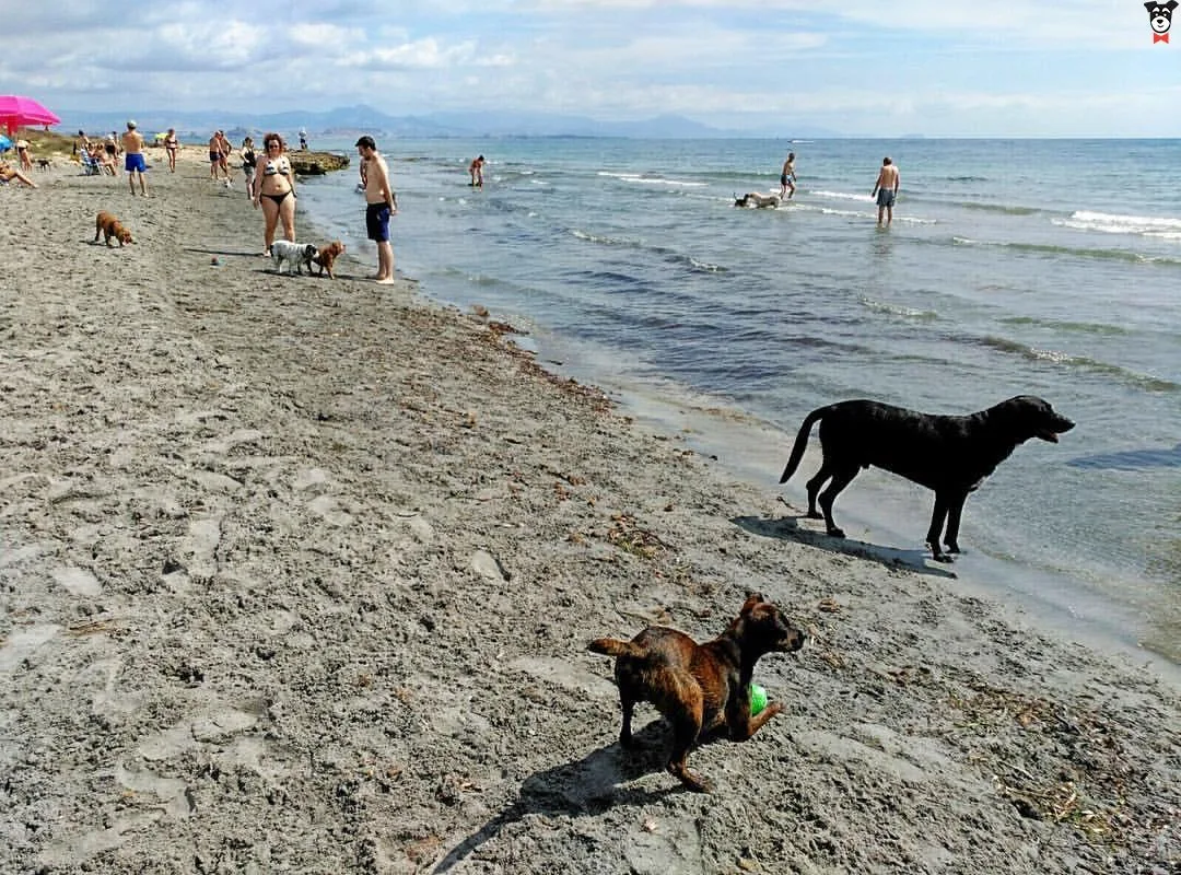 Caleta dels Gossets (Santa Pola)