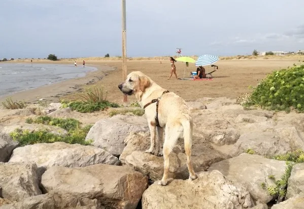 Playa de Les Salines (Cubelles)
