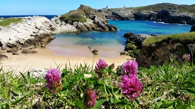 Playa canina del Arenal